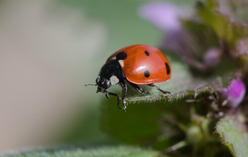 Insect_1_0744.jpg