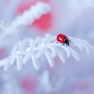 Insect_1_0785