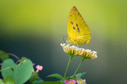 Insect_1_1006.jpg