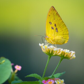 Insect_1_1006
