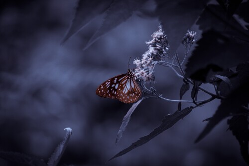 Insect_1_1086.jpg