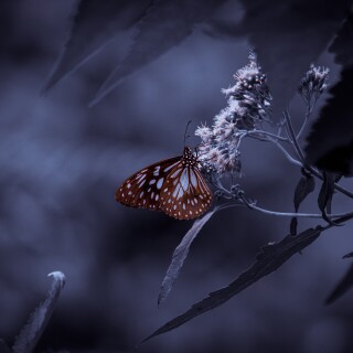 Insect_1_1086