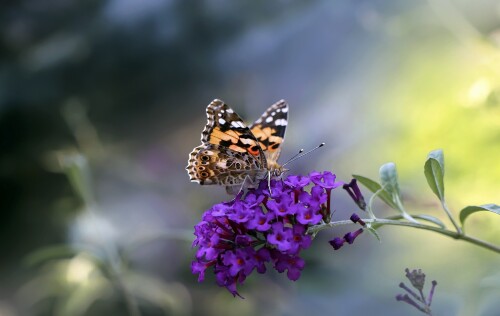 Insect_1_1087.jpg