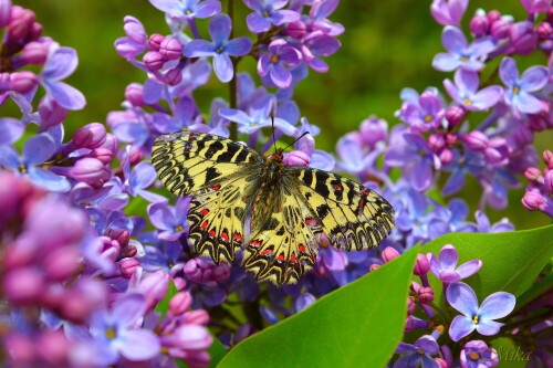 Insect_1_1153.jpg