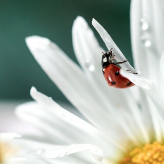 Insect_1_1155