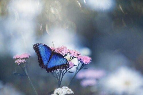 Insect_1_1156.jpg