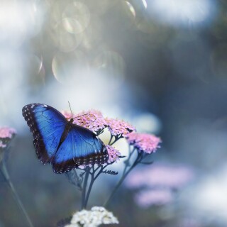 Insect_1_1156