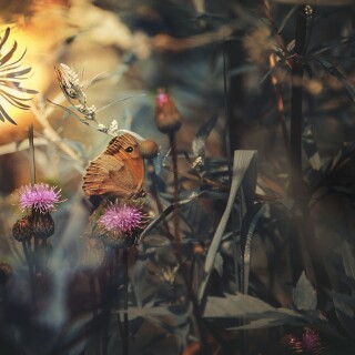 Insect_1_1164