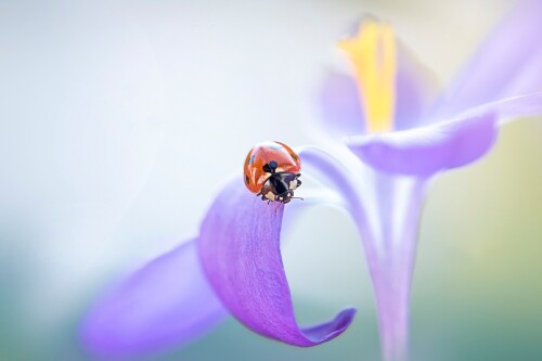 Insect_1_1178.jpg