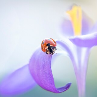 Insect_1_1178