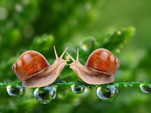 Insect_1_1185.jpg