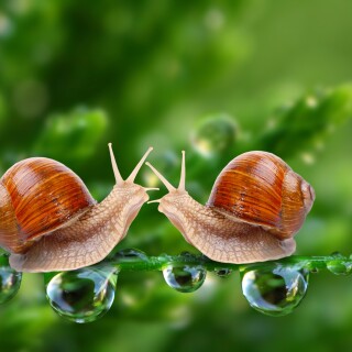 Insect_1_1185