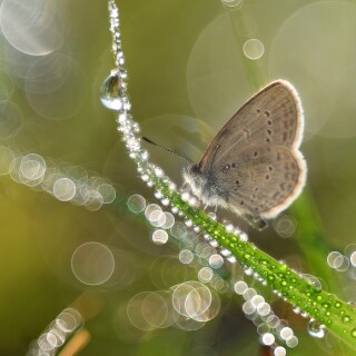 Insect_1_1246