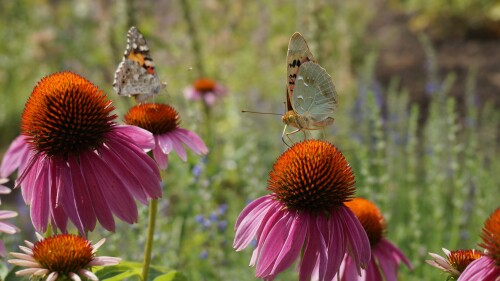 Insect_1_1253.jpg