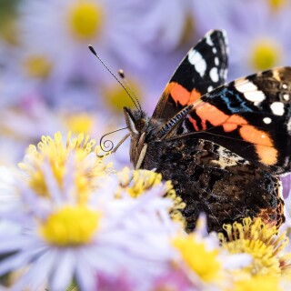 Insect_1_1259