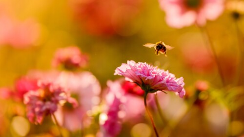 Insect_1_1357.jpg