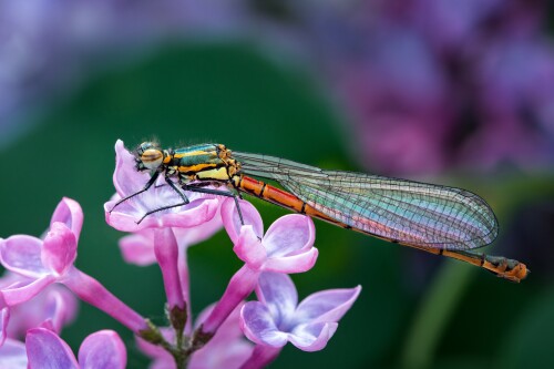 Insect_1_1443.jpg