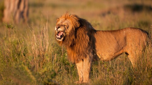 Lion_1_0631.jpg