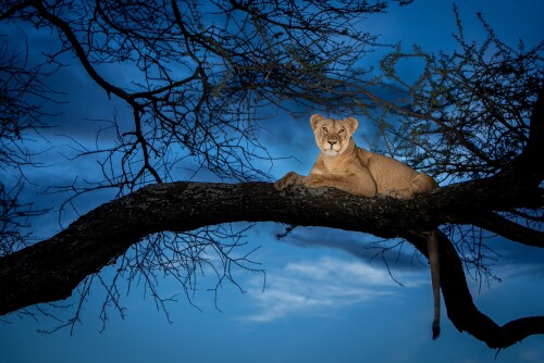 Lion_1_0638.jpg