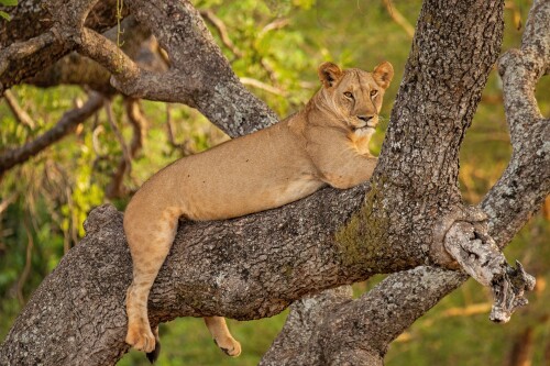 Lion_1_0663.jpg