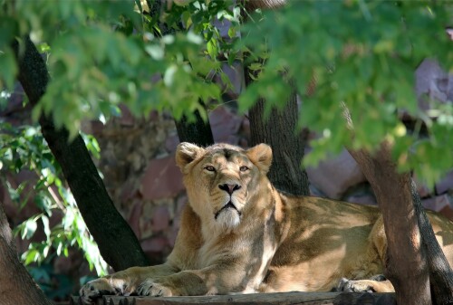 Lion_1_0664.jpg