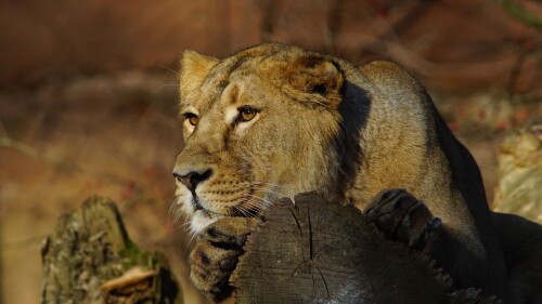 Lion_1_0780.jpg