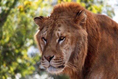 Lion_1_0785.jpg