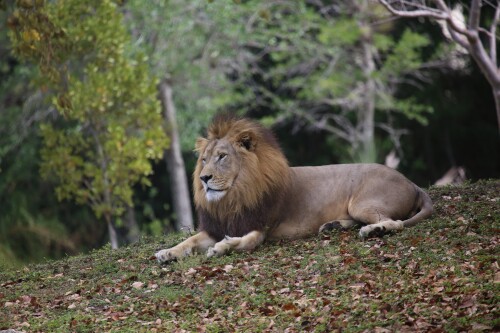 Lion_1_0787.jpg