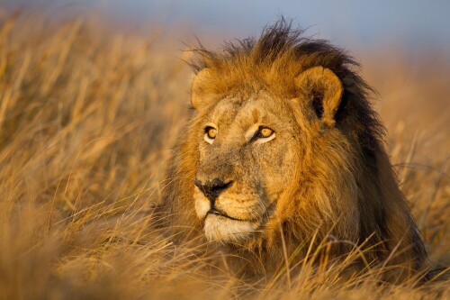 Lion_1_0811.jpg
