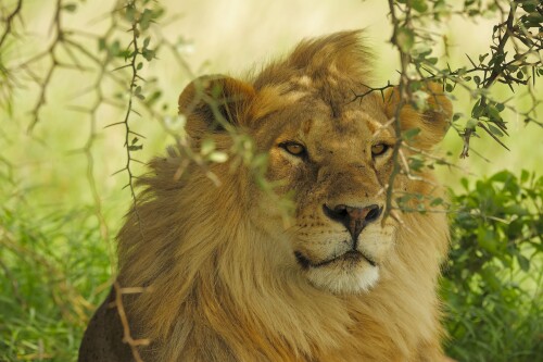 Lion_1_0847.jpg