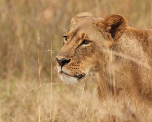 Lion_1_0866.jpg