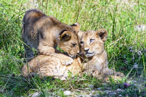Lion_1_1063.jpg
