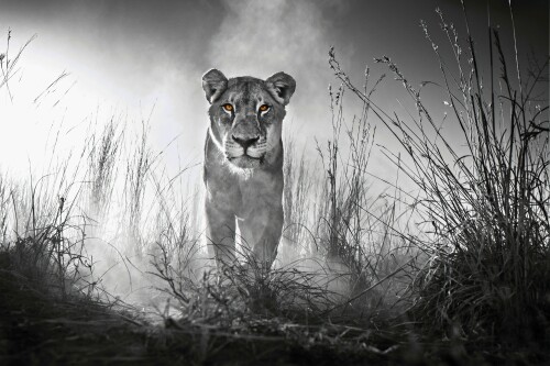 Lion_1_1068.jpg
