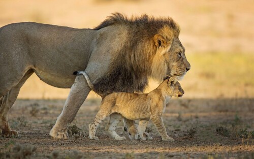 Lion_1_1220.jpg