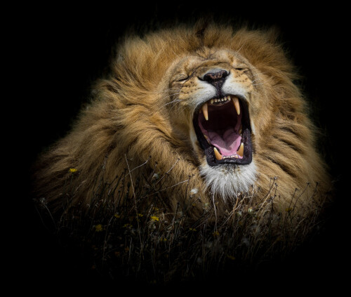 Lion_1_1301.jpg