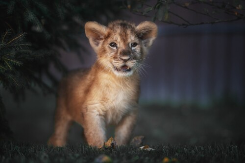 Lion_1_1316.jpg