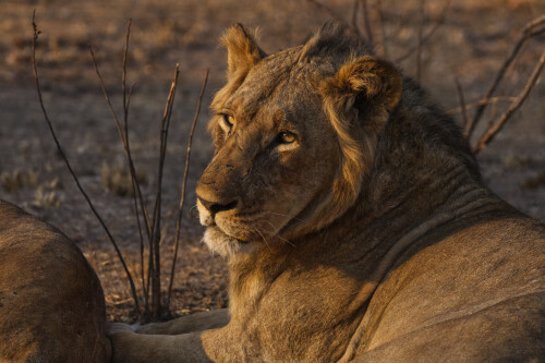 Lion_1_1387.jpg