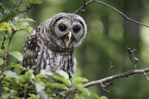 Owl_1_0556.jpg