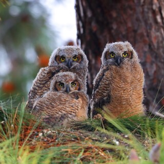 Owl_1_0696