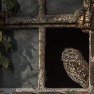 Owl_1_0737