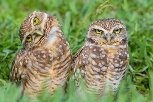 Owl_1_0780.jpg