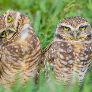 Owl_1_0780