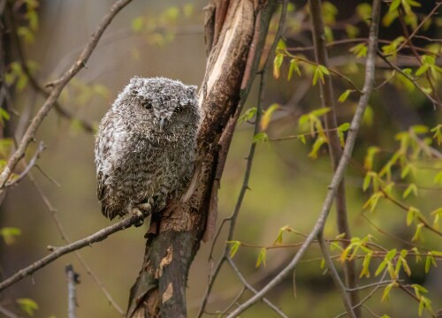 Owl_1_0782.jpg