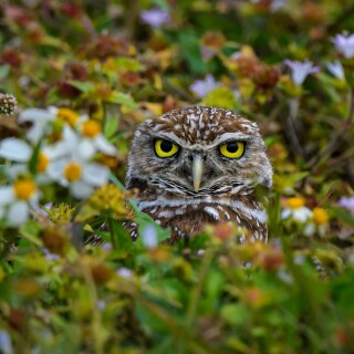 Owl_1_0800