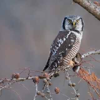 Owl_1_0815
