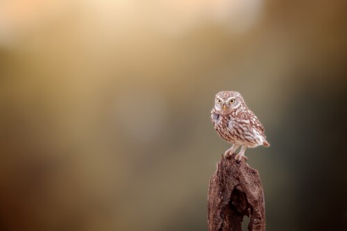 Owl_1_0848.jpg