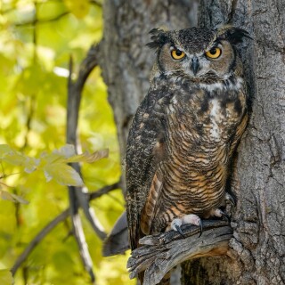 Owl_1_0854