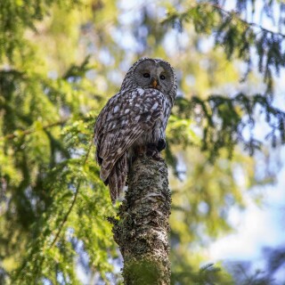 Owl_1_0861