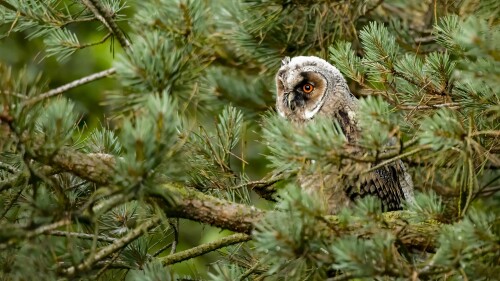 Owl_1_0865.jpg