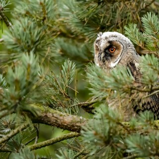 Owl_1_0865